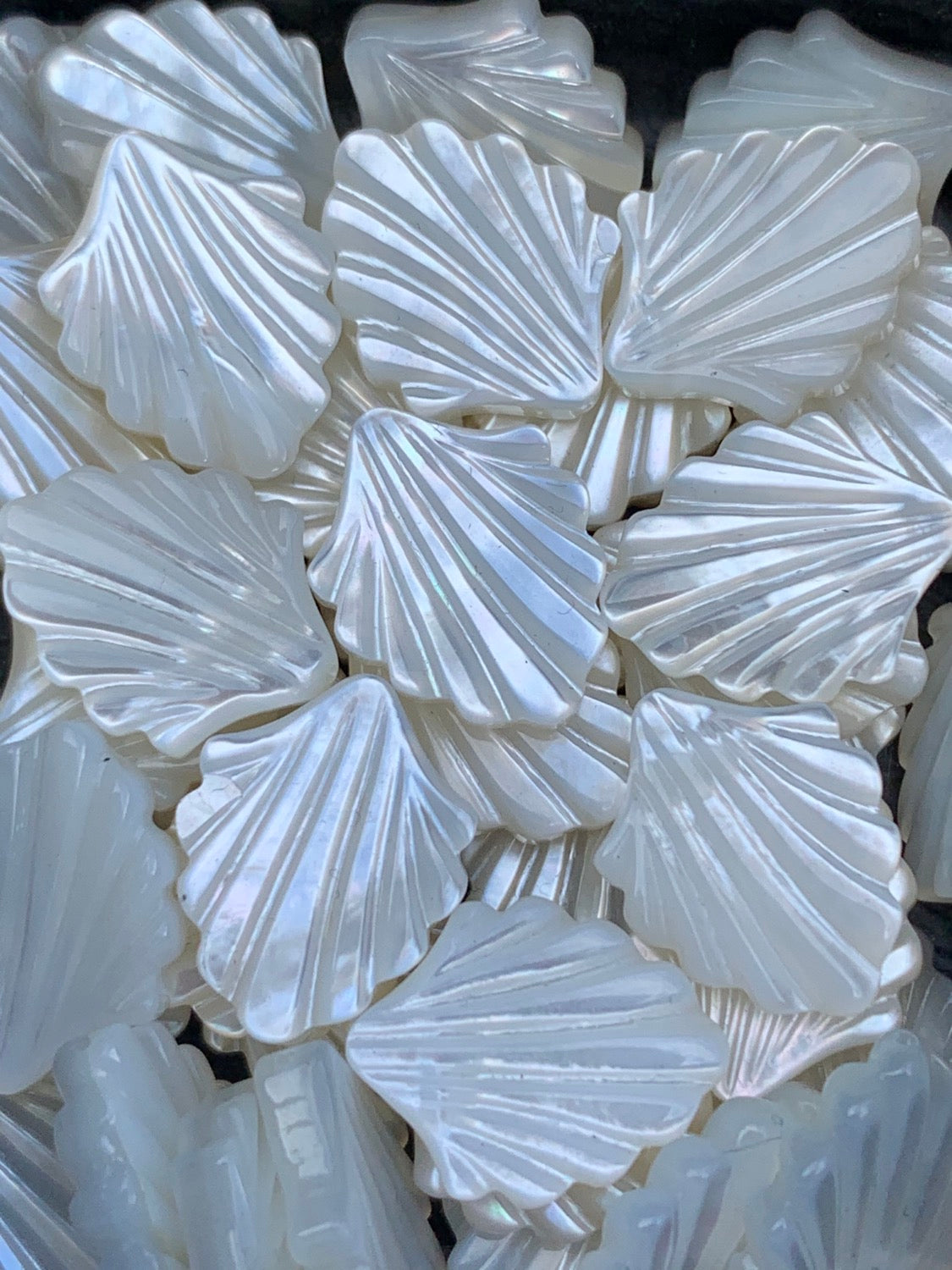 15x12mm shell mother of pearl top quality / Madre Perla Conacha 13404