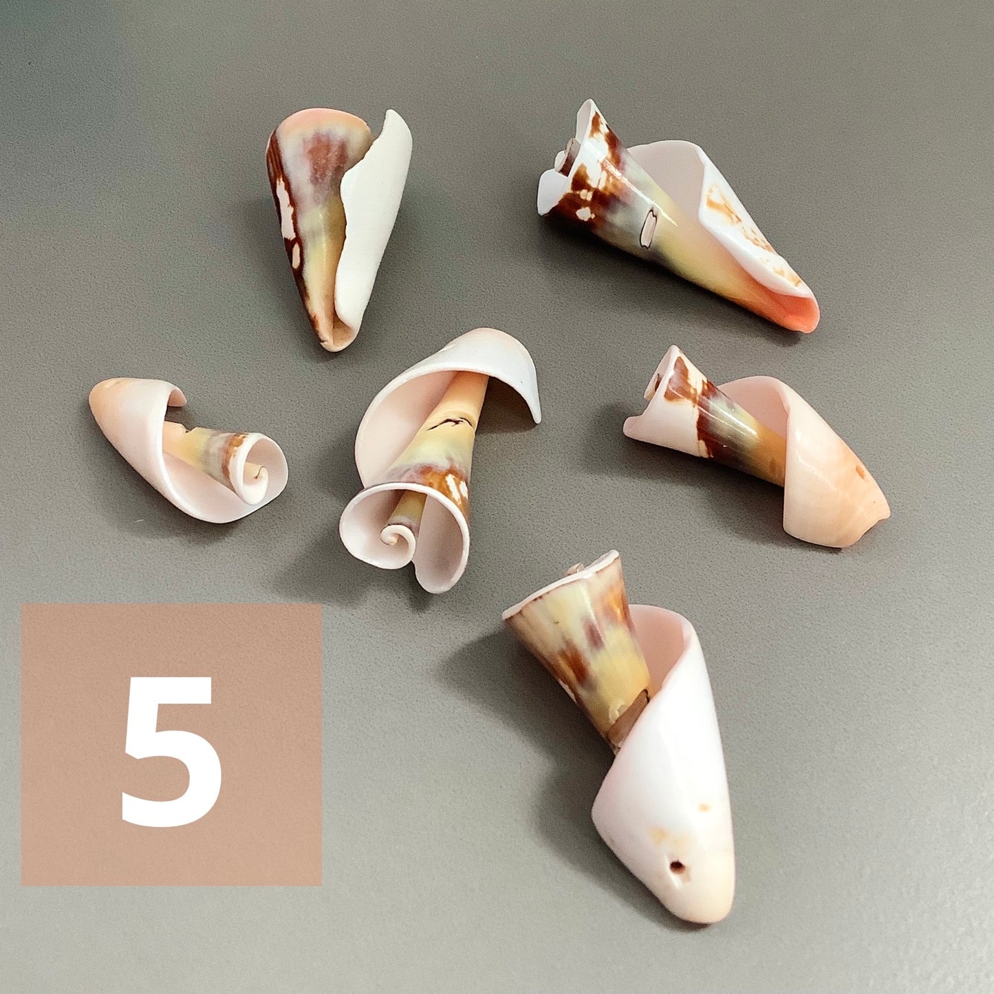 Diff. Size Shells qty1- 18277/ 18276/ 10900/ 18329/ 22458