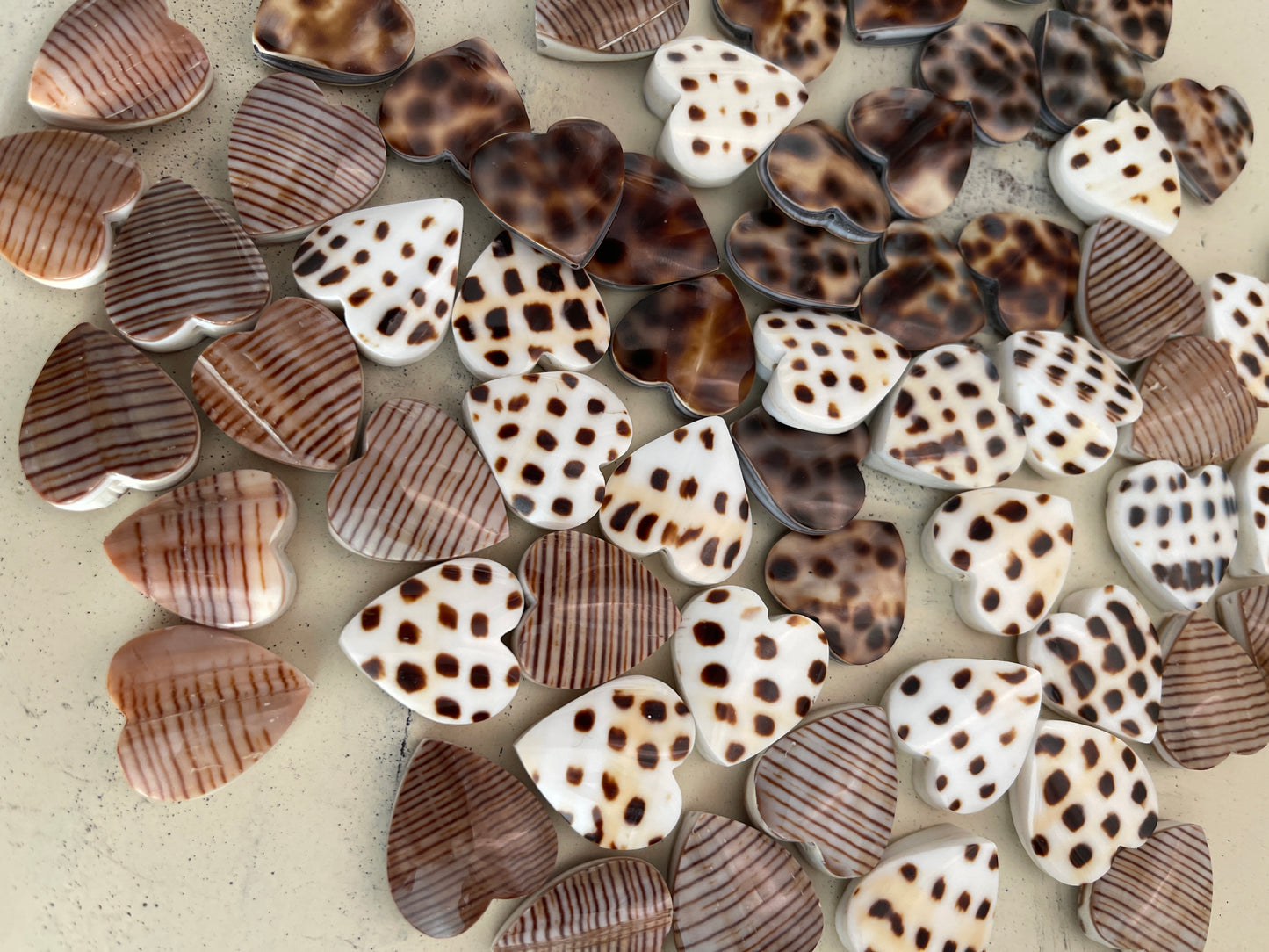 20mm sea Shell hearts 💕 qty 1 23906