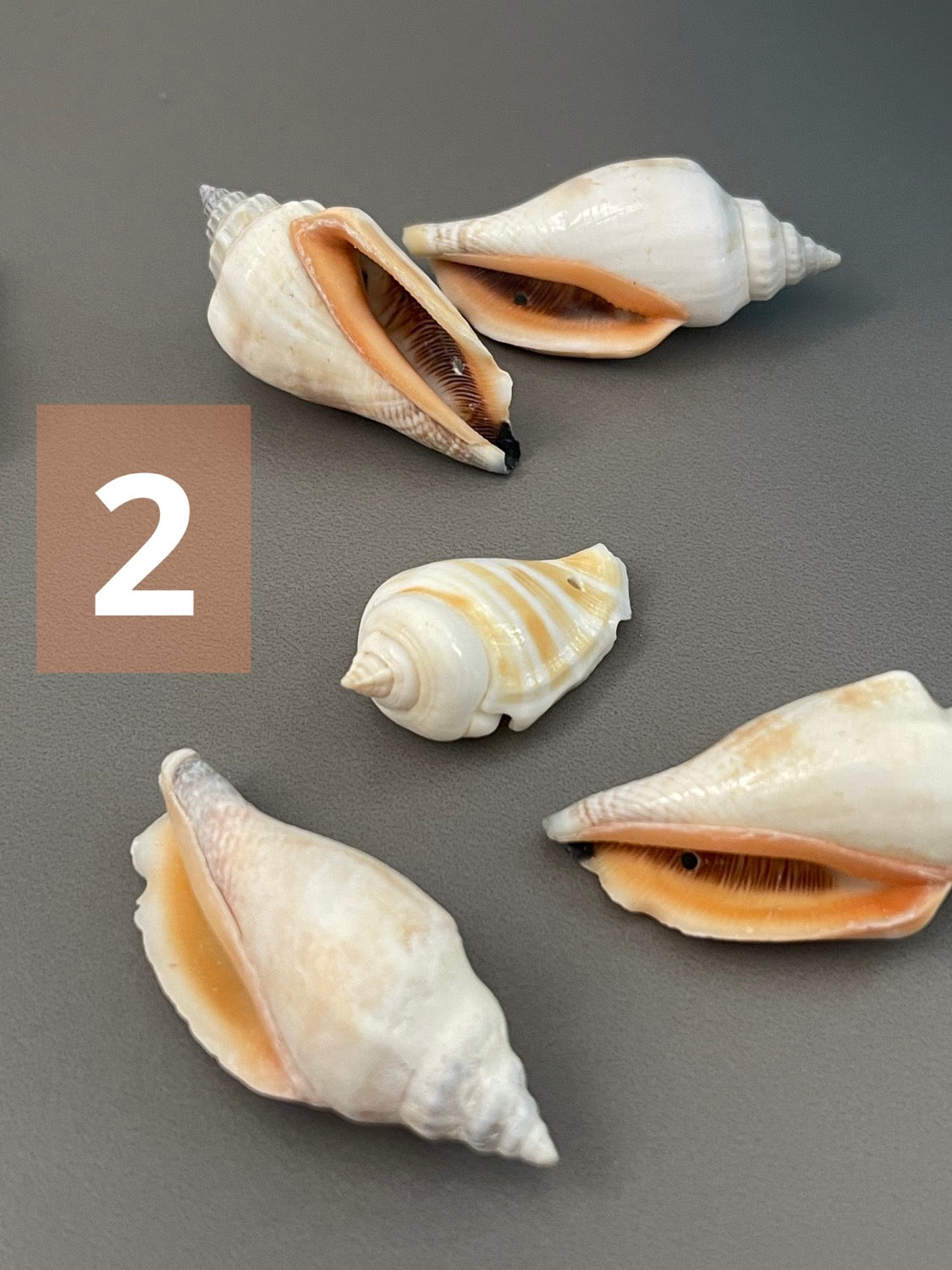 Diff. Size Shells qty1- 18277/ 18276/ 10900/ 18329/ 22458