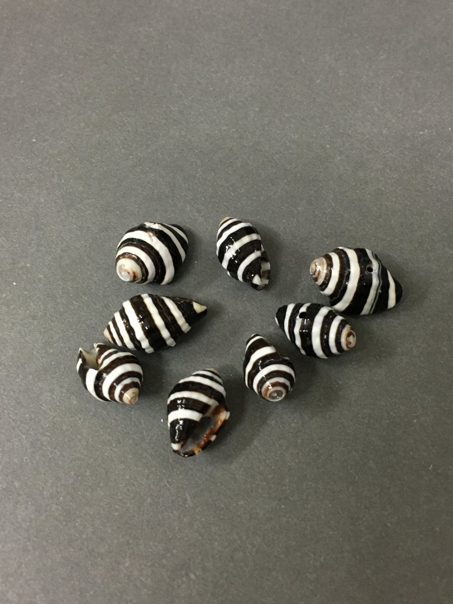 Black and White Shell Qty8