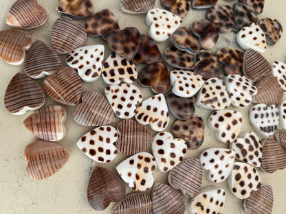 20mm  sea Shell hearts 💕 qty 1  23906