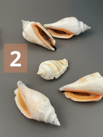 Diff. Size Shells qty1- 18277/ 18276/ 10900/ 18329/ 22458